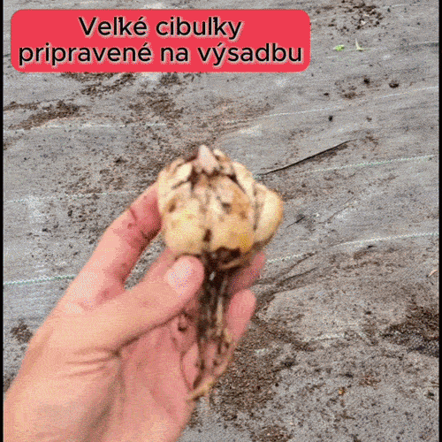HostaMax Rýchle Praktické Riešenie Každodenne